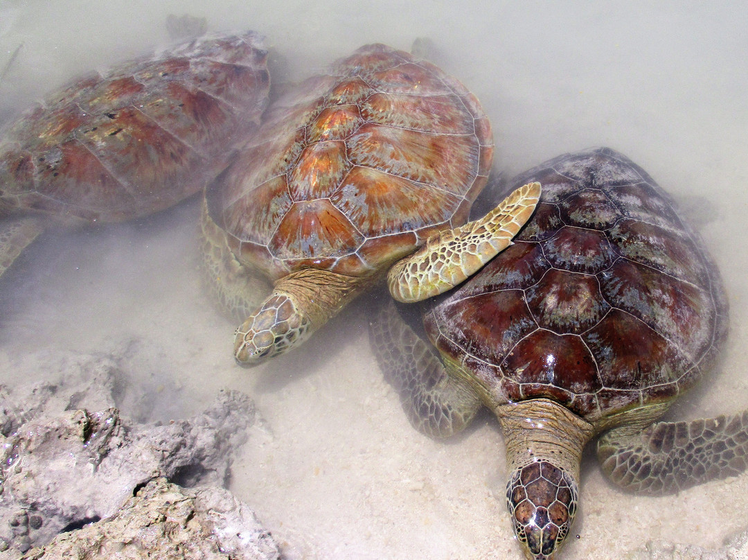 Turtle Reef Vanuatu景点图片