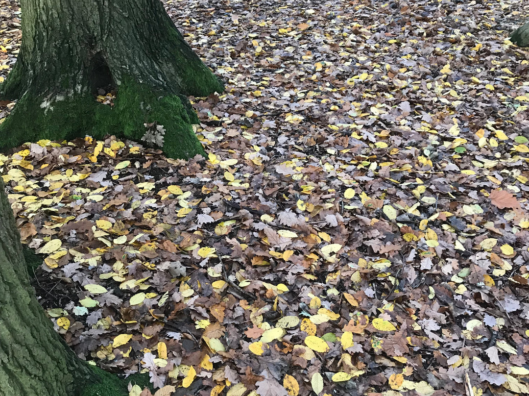 Belfairs Wood, Park and Nature Reserve景点图片