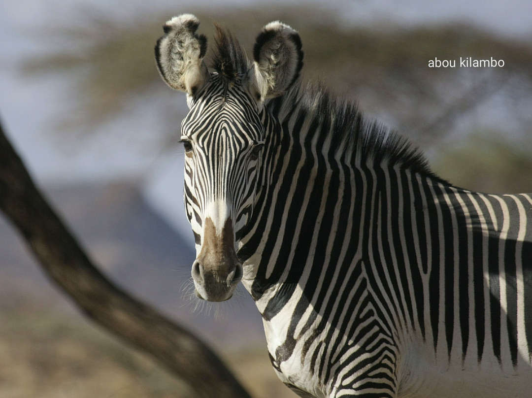 null-桑布鲁国家保护区