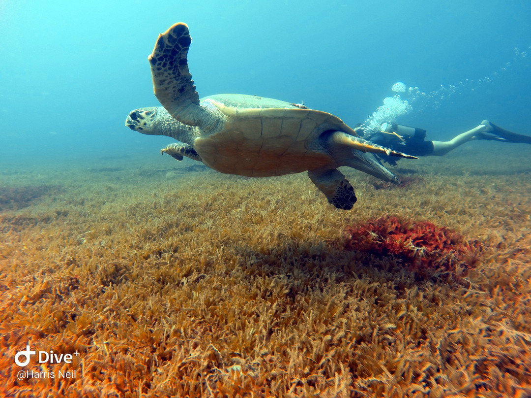 Club de Plongée Batelière-Schoelcher必去景点
