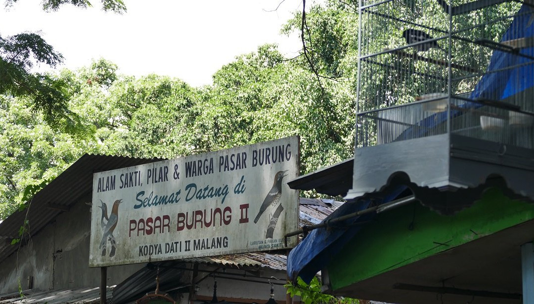Birds and Flower Market Malang-玛琅必去景点