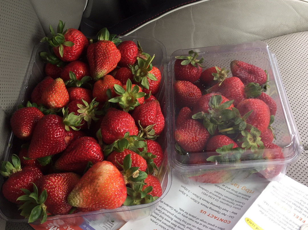 Littlewood Berry Farm and Littlewood Lamb景点图片