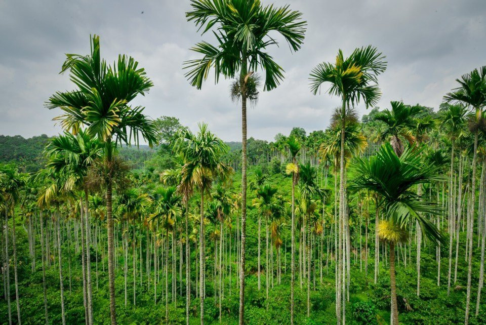 Wayanadia Resort Hotel主图