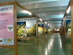 Museo Entomologico nel Regno delle Farfalle - Onlus景点图片