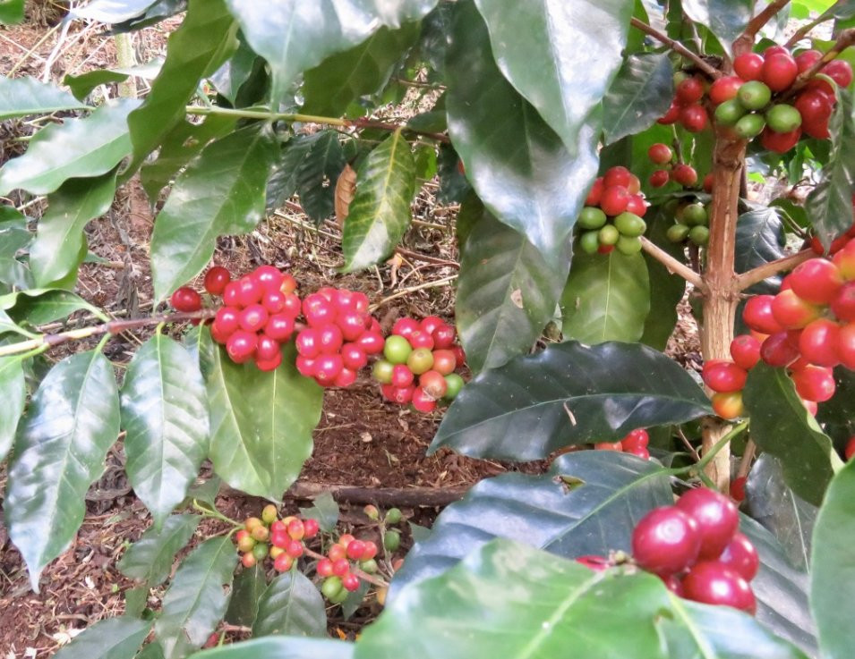 El Toledo Coffee Tour景点图片