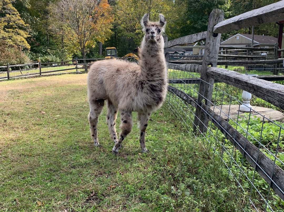 Stamford Museum & Nature Center-斯坦福必去景点