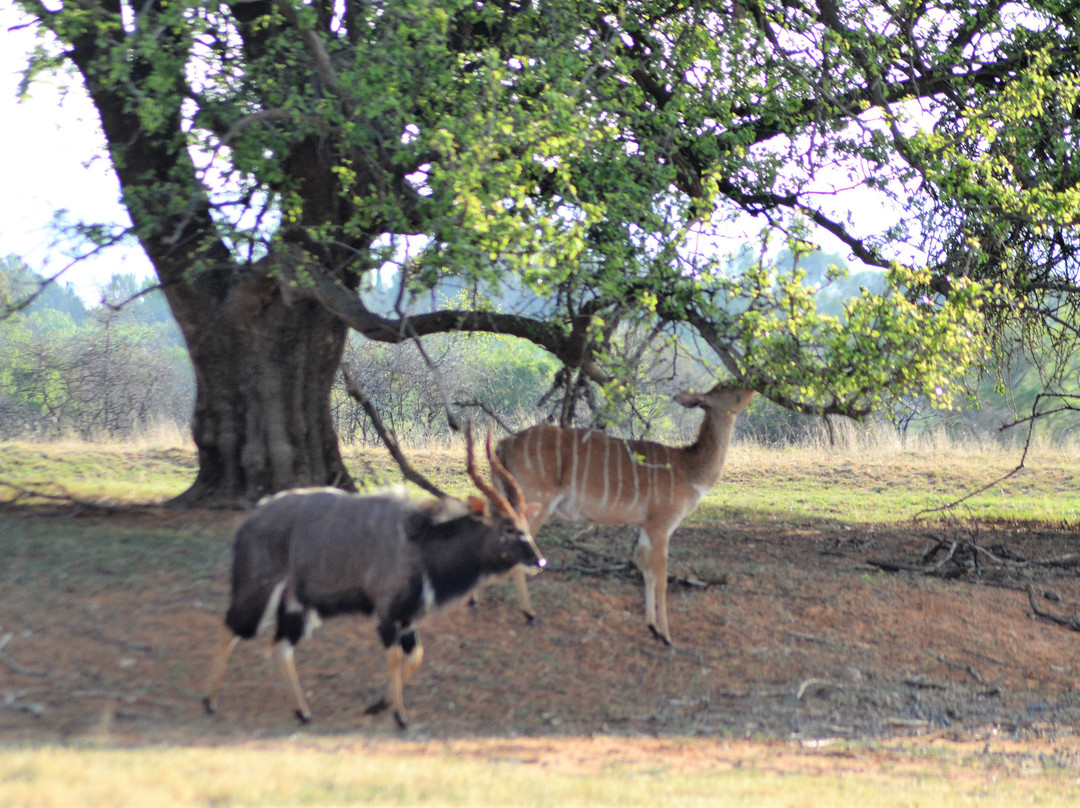 Emoya Basotho Lodge & Spa主图