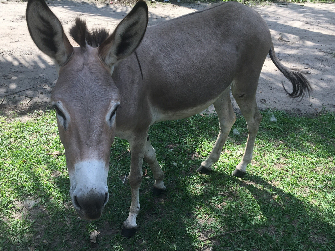 Jardin Zoologique景点图片