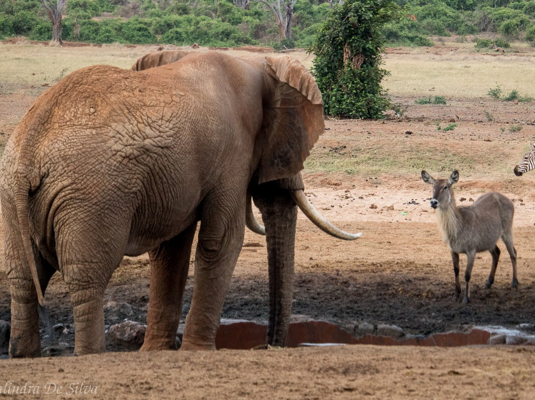 Sentrim Tsavo Lodge主图
