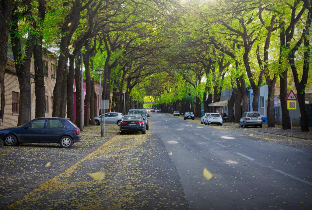Generala Drapsina Street景点图片