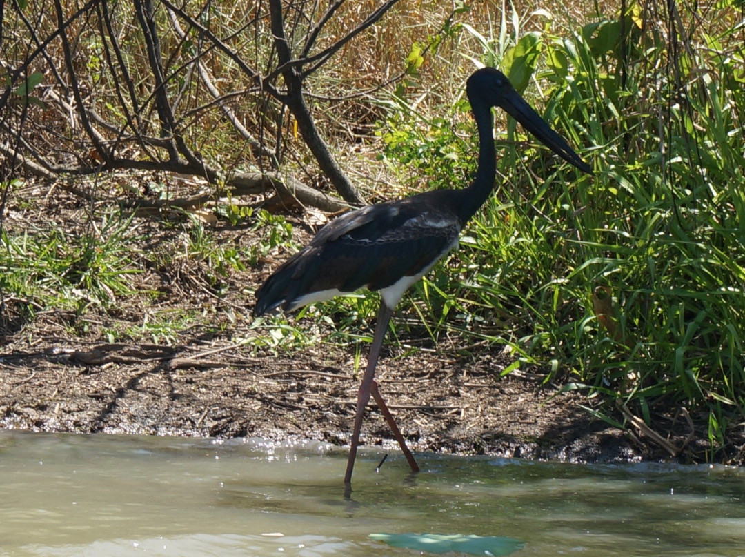 Wetland Cruises - Corroboree Billabong景点图片