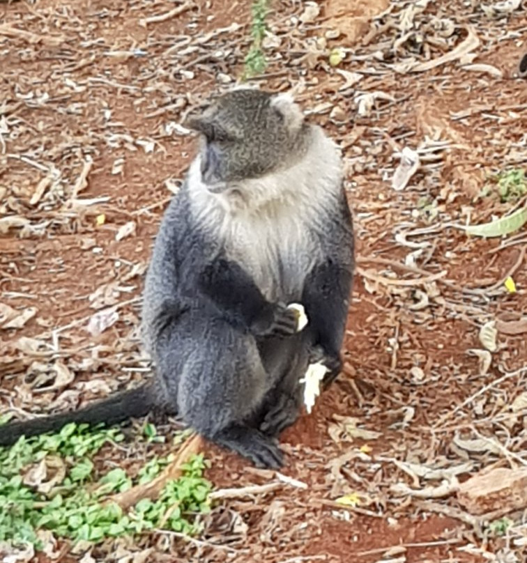 City Park-内罗毕必去景点
