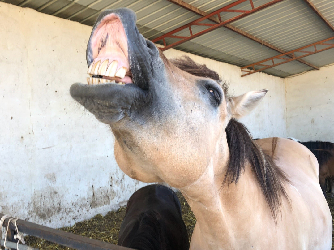 Centre Equestre de Magali景点图片