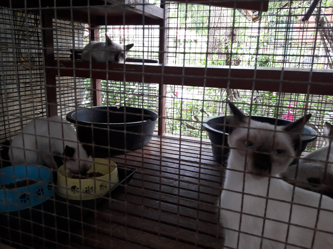 Thai Cat Center景点图片