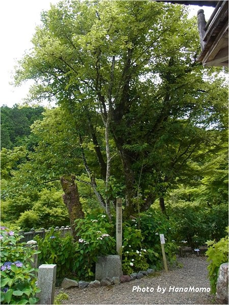 Sankoji Temple景点图片