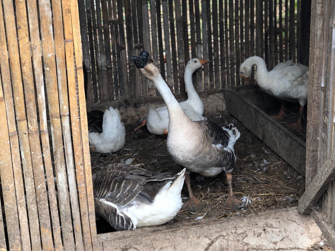 Napoh Eco Farm-Jitra必去景点