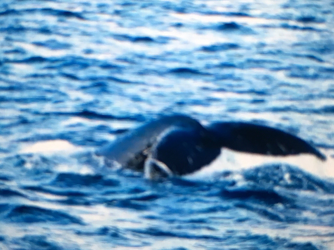 Sydney Whale Watching景点图片