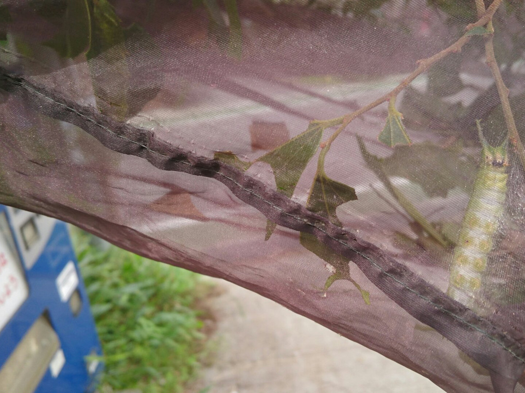 Katakuri to Omurasaki no Forest-小川町必去景点