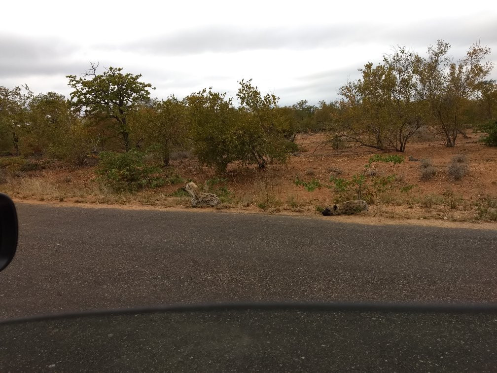 Game drives at Phalaborwa Gate in Kruger National Park景点图片