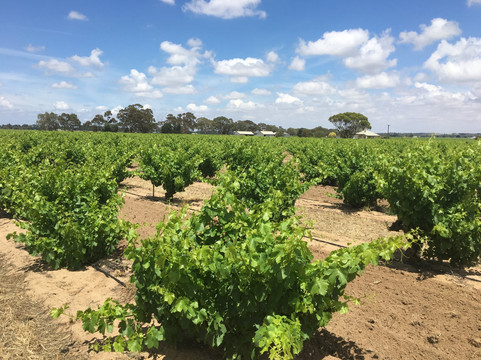Wine Legends-巴罗莎山谷必去景点