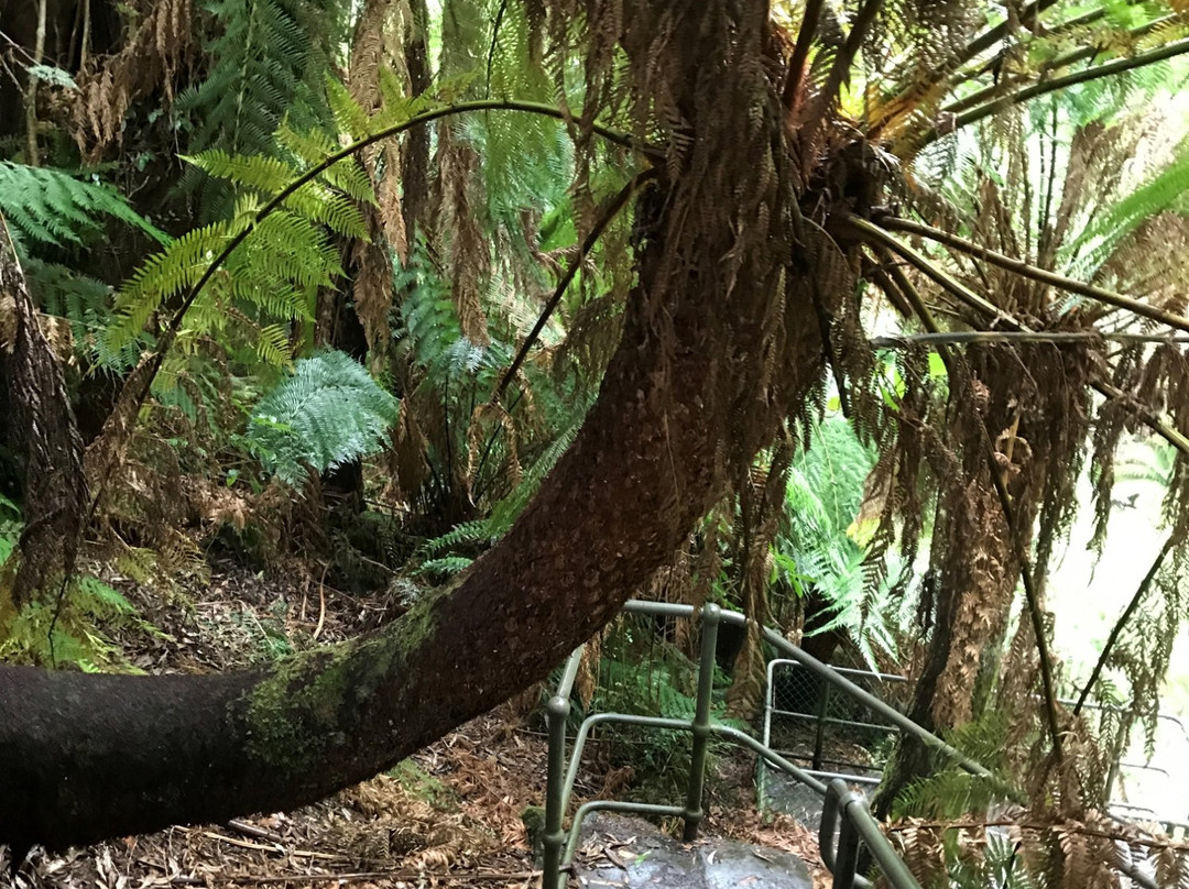 Tarra Falls-Tarra Valley必去景点