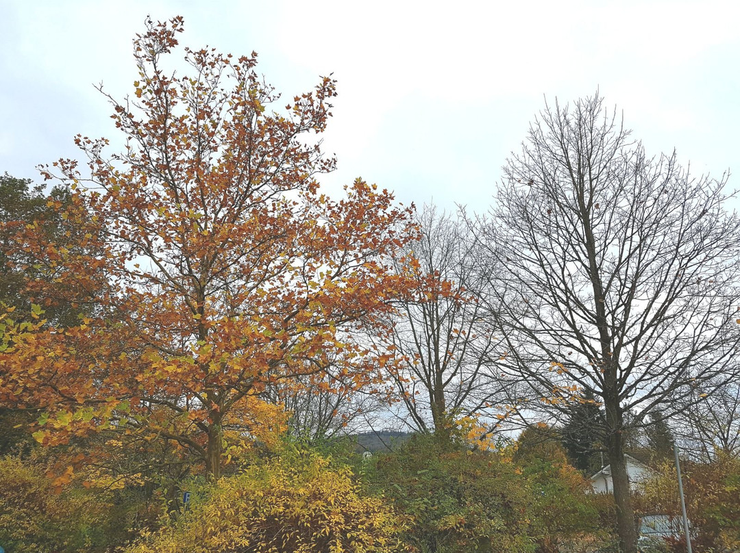 Gralla旅游攻略图片