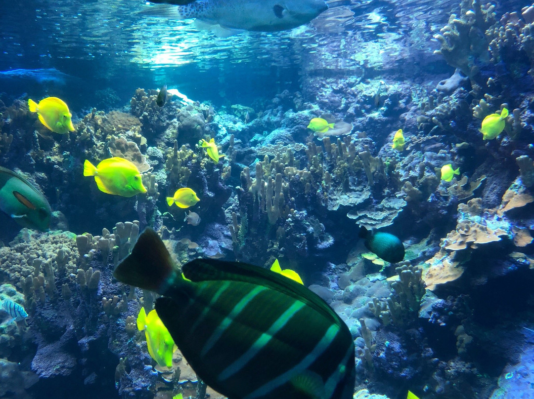 Ocean Science Discovery Center-怀露库必去景点