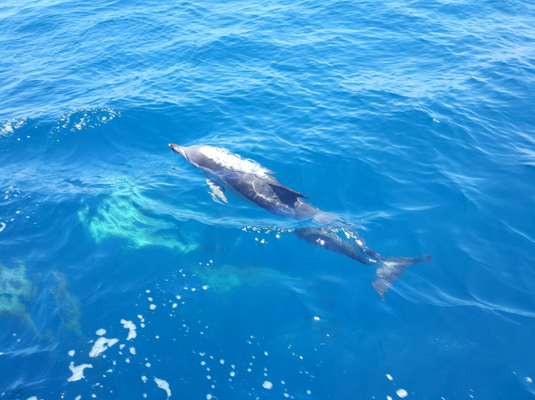 Orca Wild Adventures-陶兰加必去景点