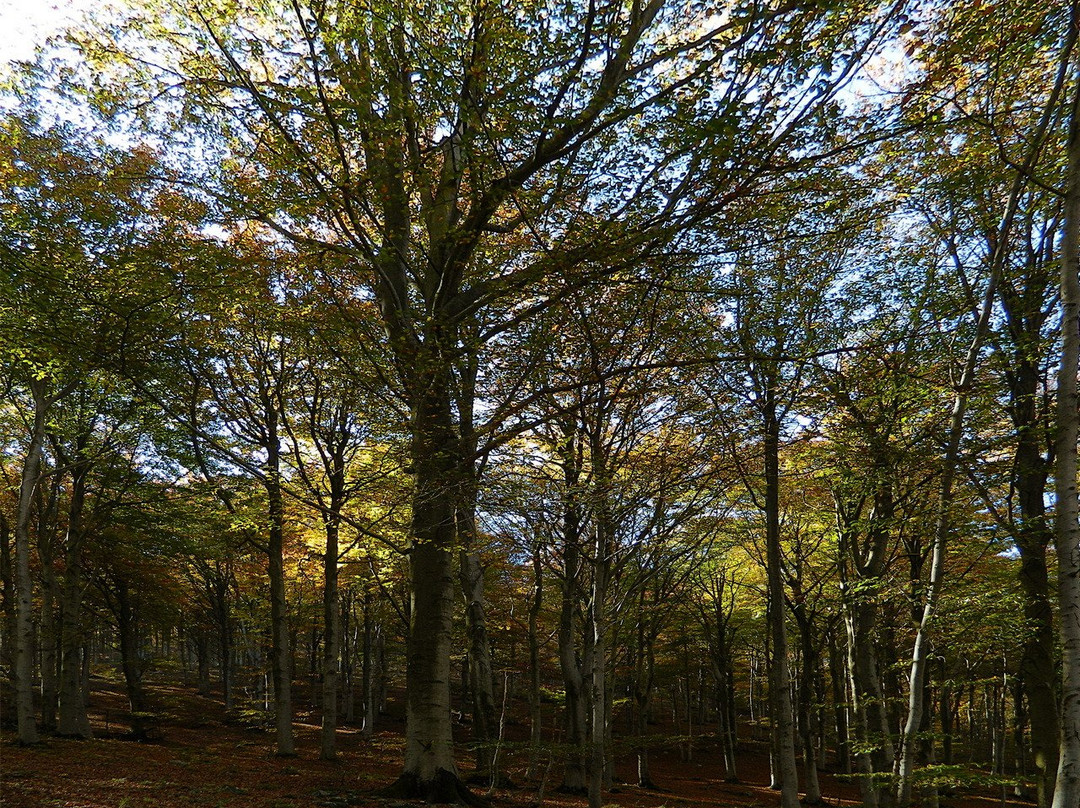 Foresta demaniale del Melogno-Calizzano必去景点