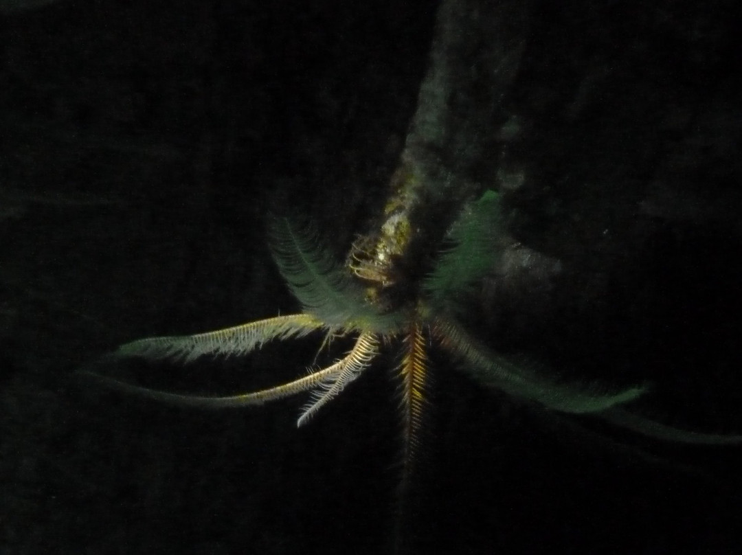 Nanaimo Dive Outfitters-纳奈莫必去景点