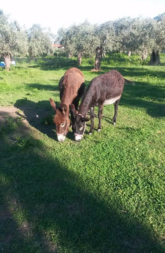 Thassos Donkeys景点图片