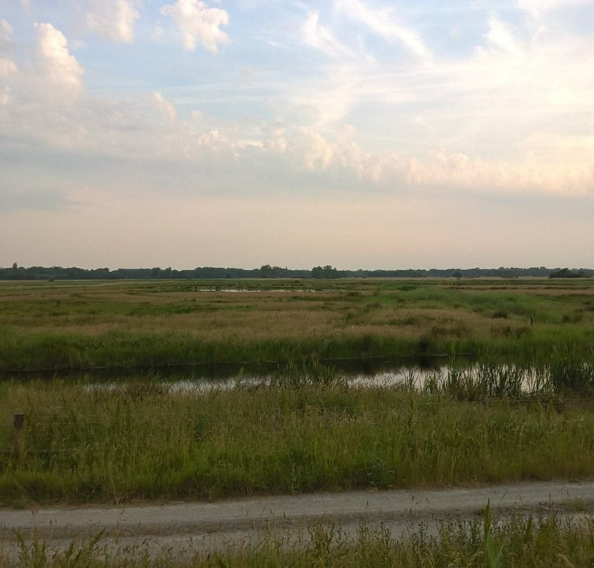 Carlton Marshes Nature Reserve-Carlton Colville必去景点
