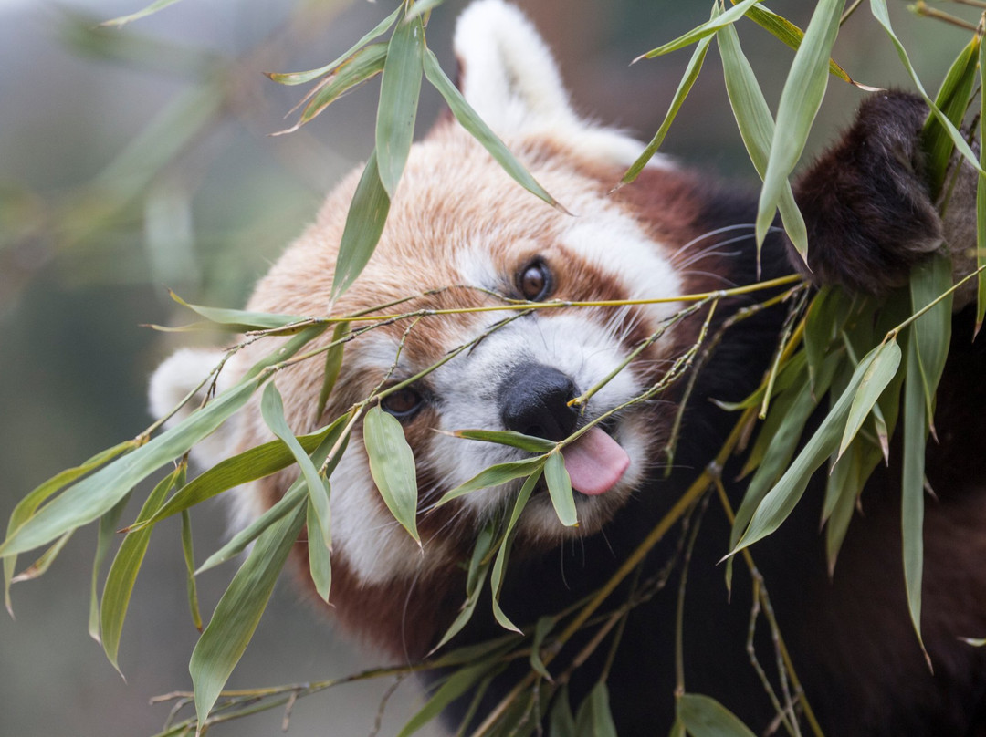 Parc Animalier d'Auvergne景点图片