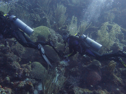 Dive Charter Curacao-威廉斯塔德必去景点