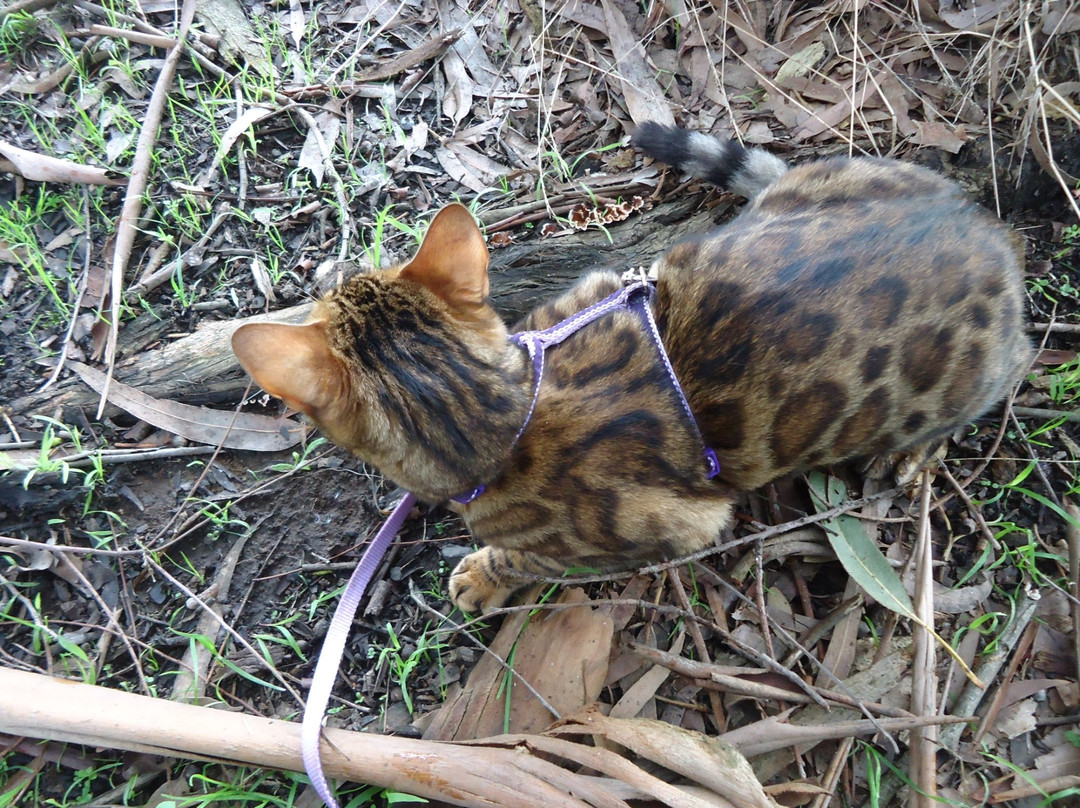 Rotary Park-沃拉格尔必去景点
