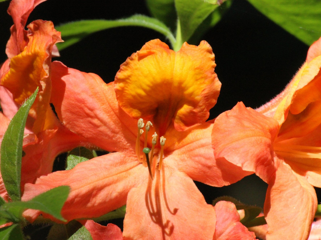 The Glades,  457 172 St, Surrey, Bc V3s 9p8-素里必去景点