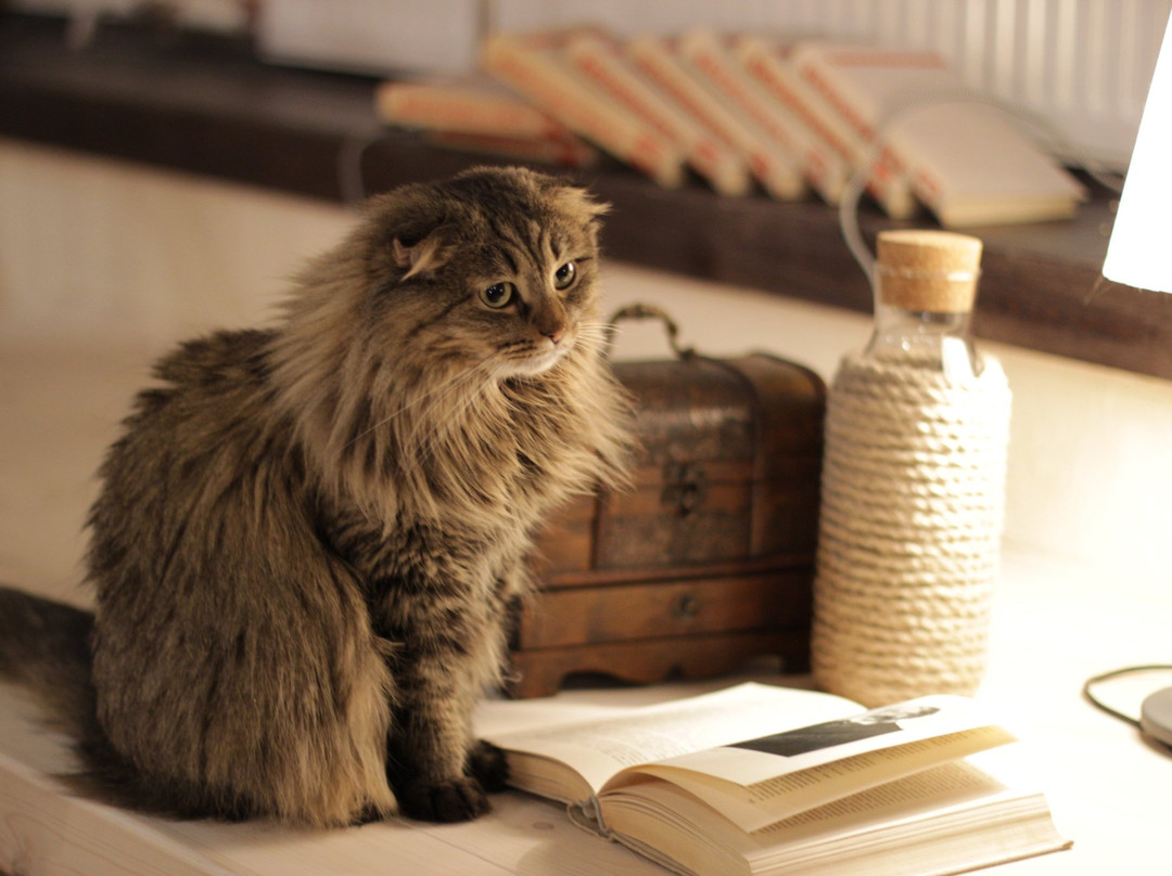 Zoki Cat Cafe景点图片