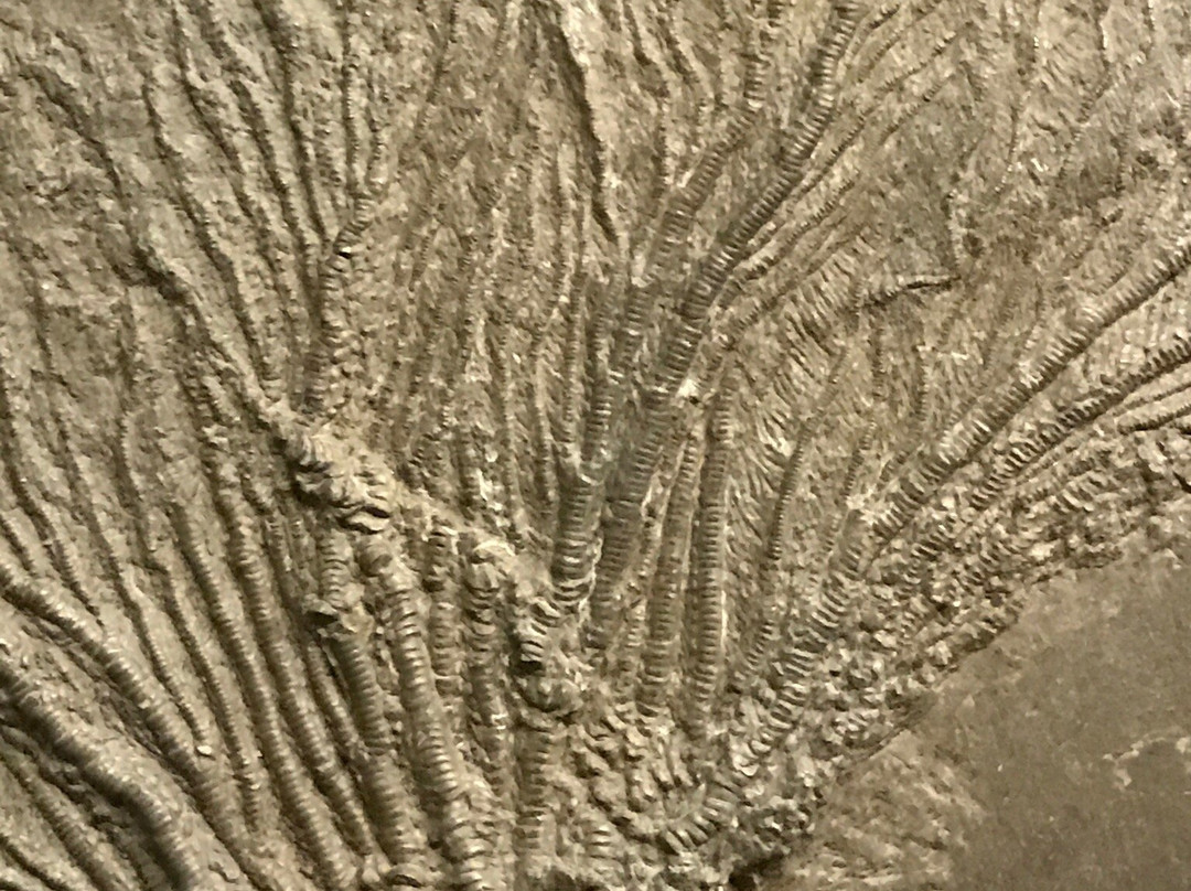 Museum Auberlehaus-Trossingen必去景点