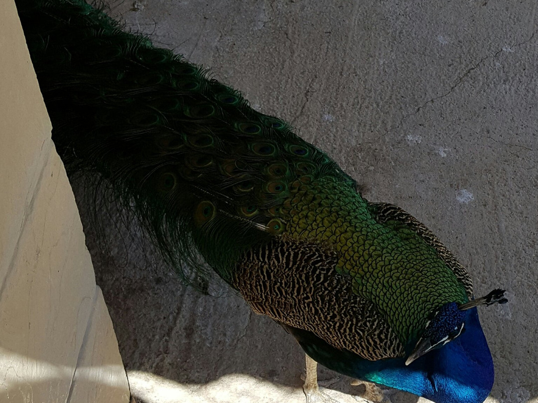 The Petting Farm-Ta' Qali必去景点