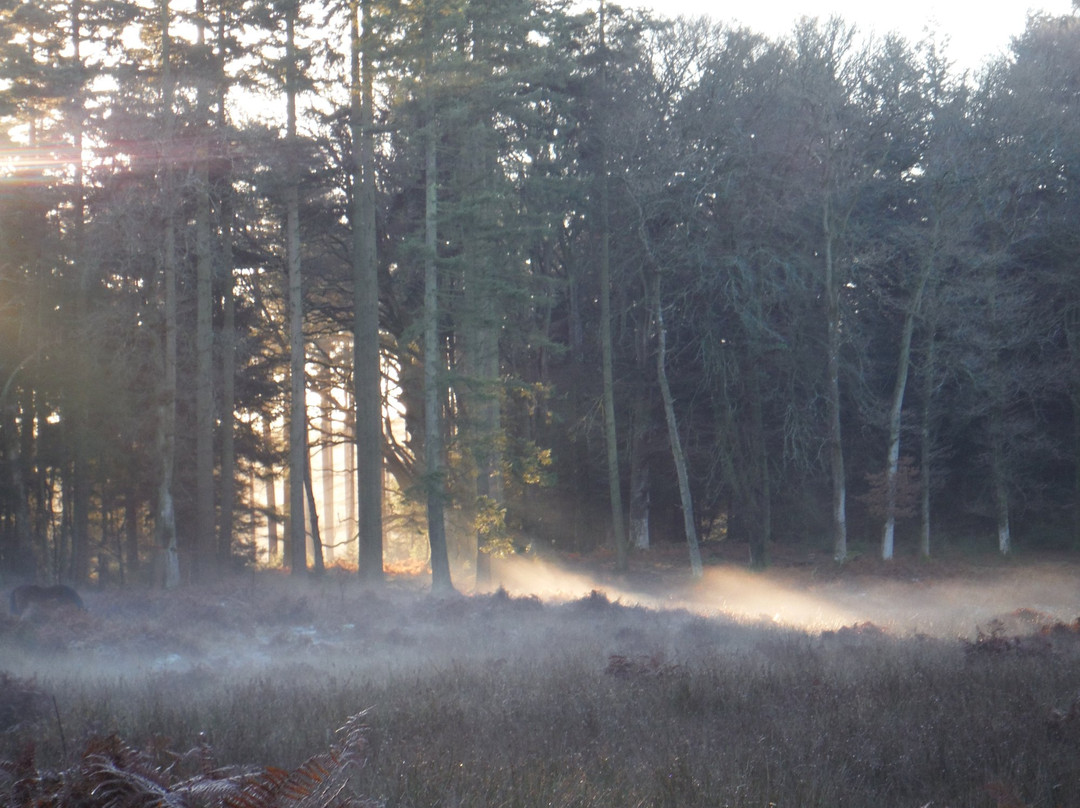 New Forest Walking Adventures景点图片