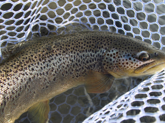 Forbidden Waters Fly Fishing-卡尔加里必去景点
