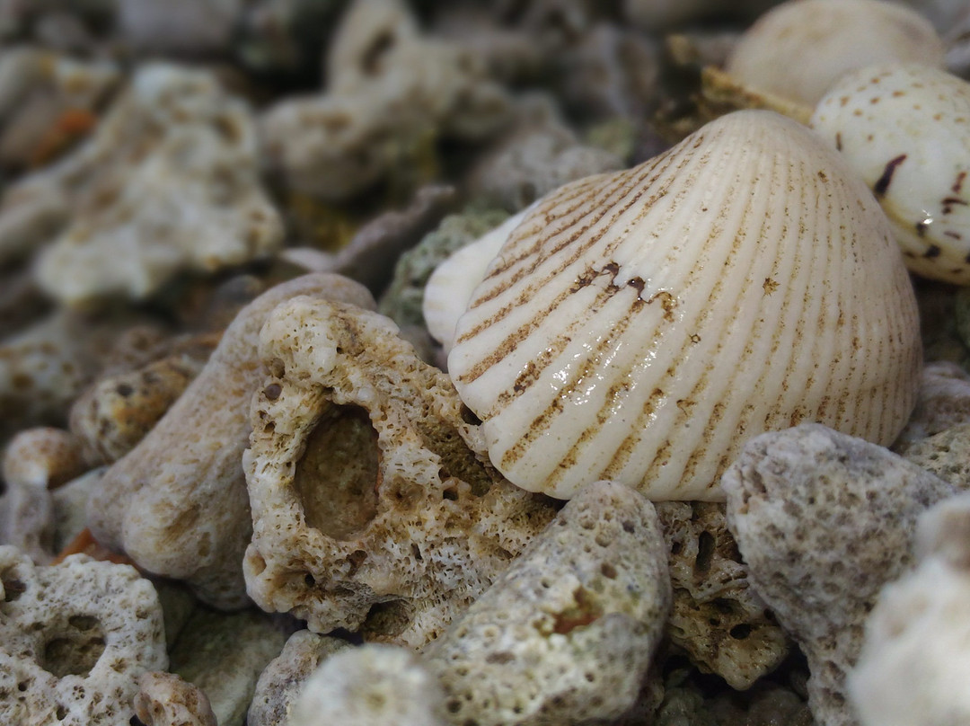 Pantai Tampora-Situbondo必去景点