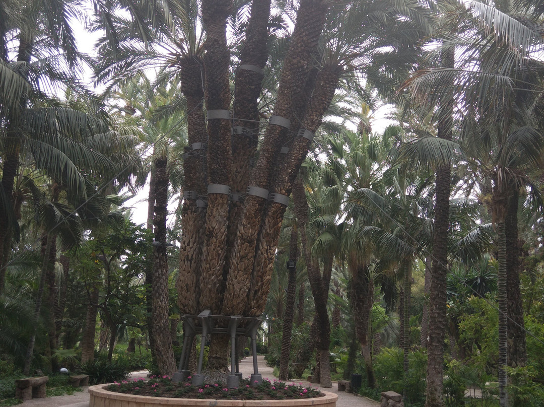 Museu del Palmerar景点图片