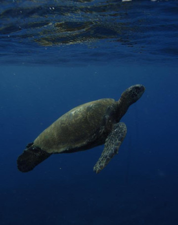 Z Tourz-可洛亚必去景点