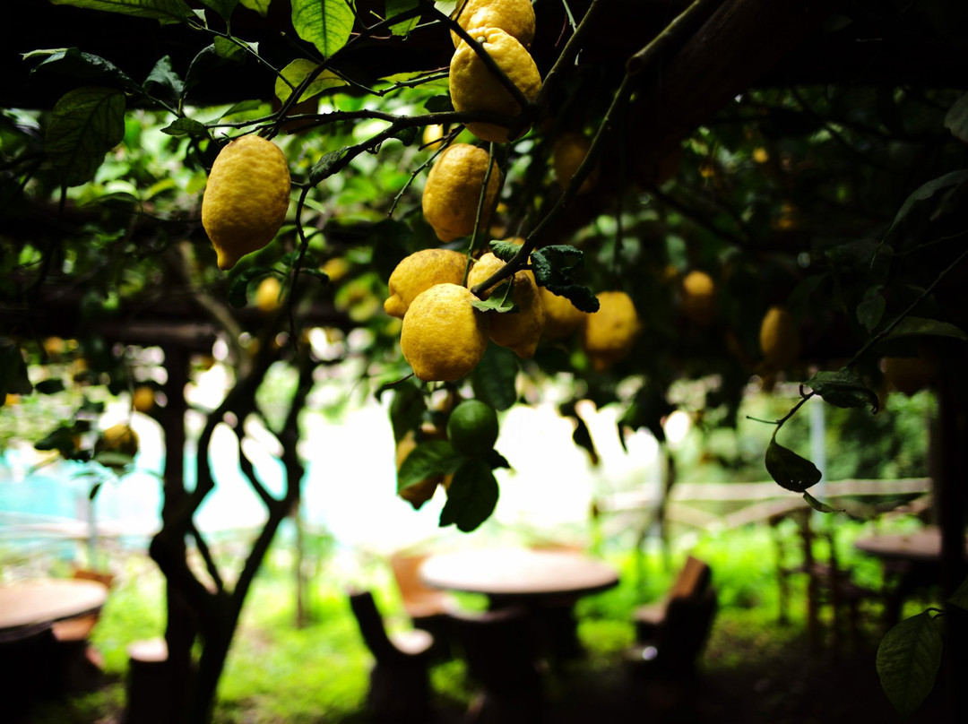 Amalfi Lemon Experience-阿马尔菲必去景点