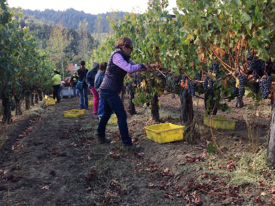 Martin Ranch Winery-吉尔罗伊必去景点