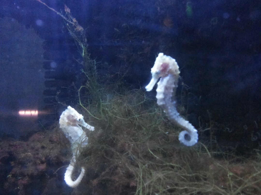 Acuario de la Universidad de Murcia-穆尔西亚必去景点