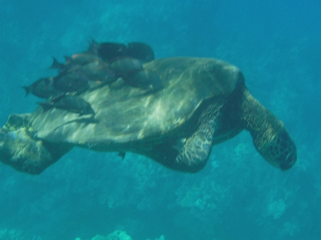 Po'olenalena Beach-维雷亚必去景点
