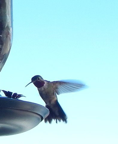 Noisy Water Winery-Cloudcroft必去景点