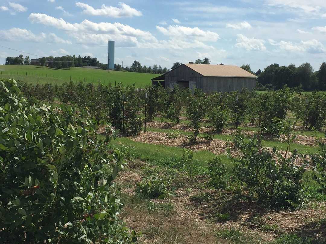 McIntyre's Winery & Berries-Bardstown必去景点